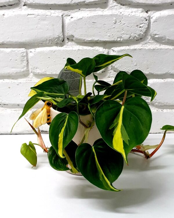 Philodendron Brasil